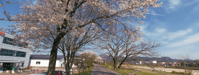 桜の咲く長木川